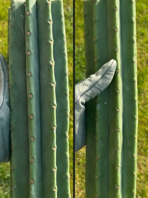 Tr. Pachanoi 'Lima' Landrace - Cuts