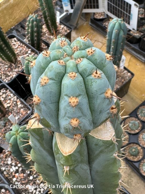 Tr. Peruvianus 'Althea' Clone Graft - Whole Plant