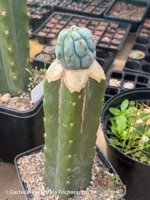 Tr. Peruvianus 'Sharxx Blue' Clone Graft - Whole Plant