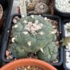 Lophophora Fricii Vm 512K La Fe 1