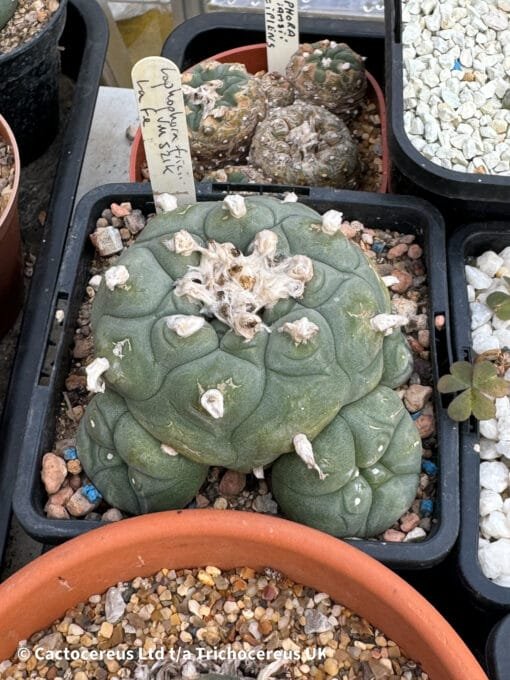 Lophophora Fricii Cv. Vm 512K La Fe - 10Cm