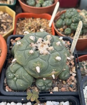 Lophophora Fricii Vm 512K La Fe 2