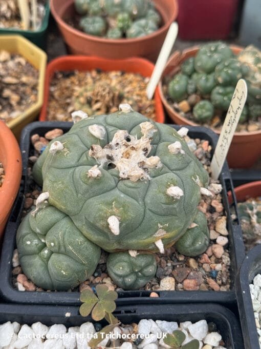 Lophophora Fricii Cv. Vm 512K La Fe - 10Cm - Image 5