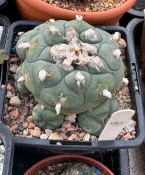 Lophophora Fricii Vm 512K La Fe 3