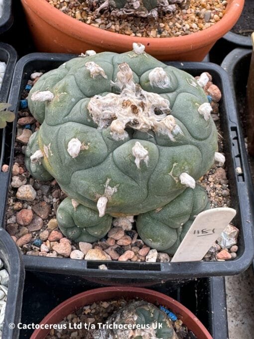 Lophophora Fricii Cv. Vm 512K La Fe - 10Cm - Image 4