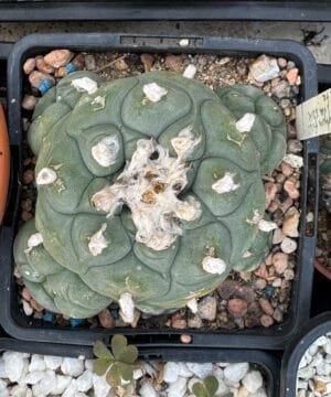 Lophophora Fricii Vm 512K La Fe 4