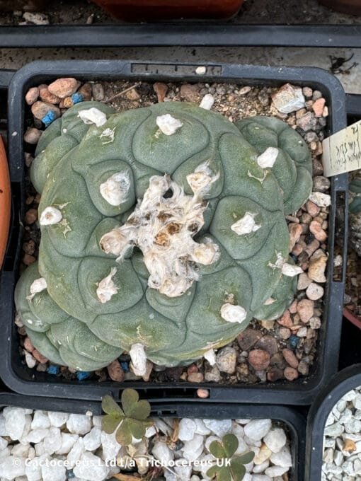 Lophophora Fricii Cv. Vm 512K La Fe - 10Cm - Image 3