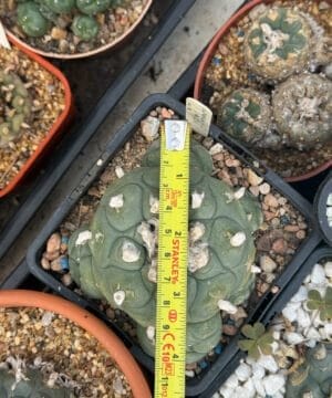 Lophophora Fricii Vm 512K La Fe 5