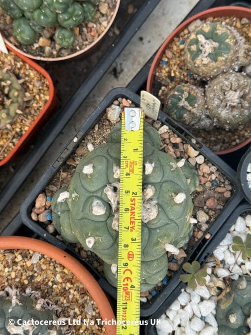 Lophophora Fricii Cv. Vm 512K La Fe - 10Cm - Image 2