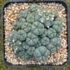 Lophophora Williamsii 12Cm 1