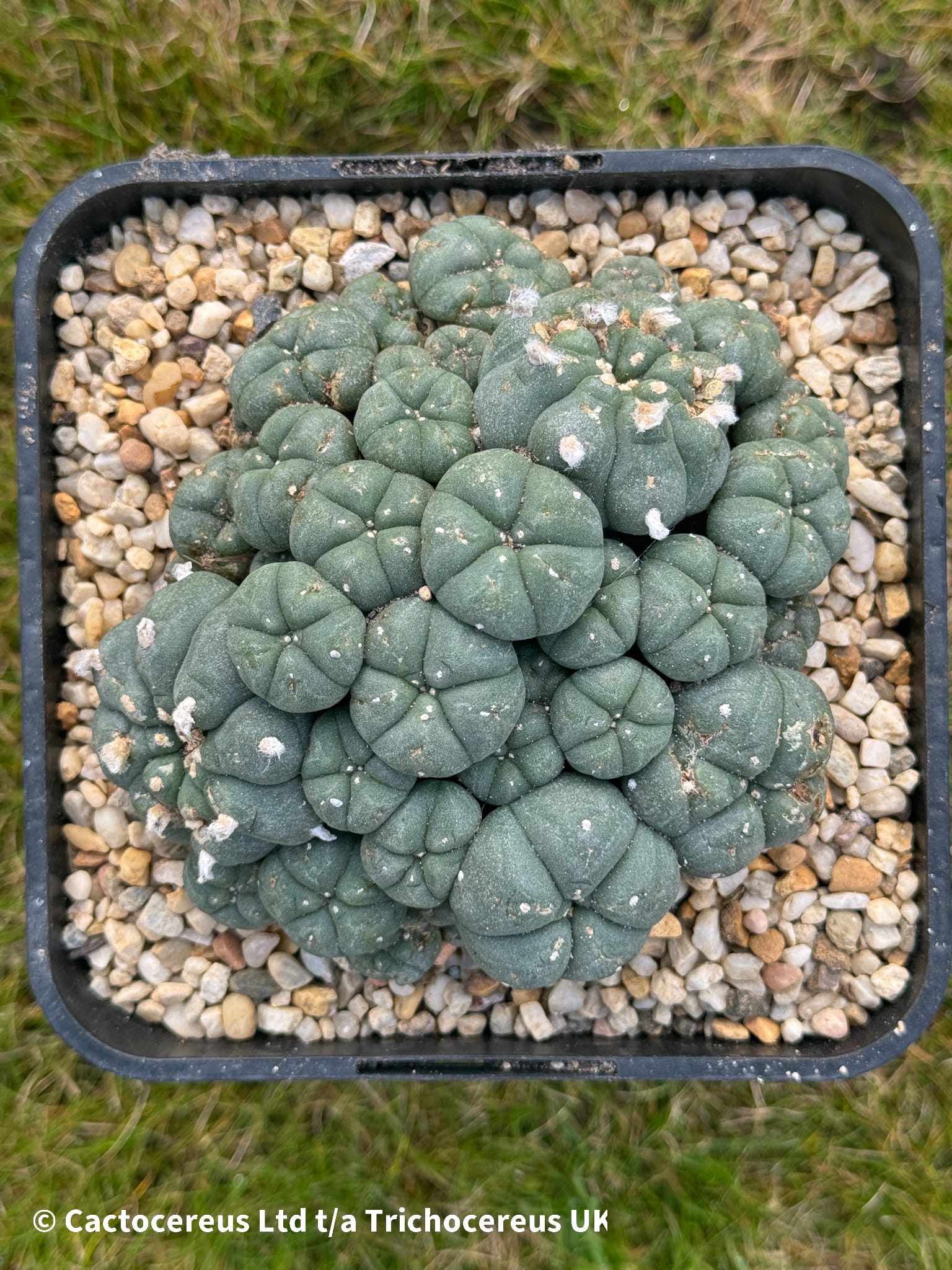 Lophophora williamsii cv. caespitosa - 12cm | Cactocereus UK t/a