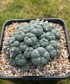 Lophophora Williamsii 12Cm 2