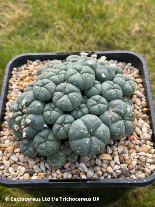 Lophophora Williamsii Cv. Caespitosa - 12Cm - Image 3