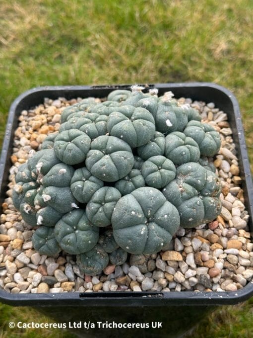 Lophophora Williamsii 12Cm 2