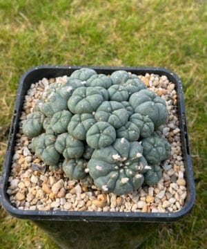 Lophophora Williamsii 12Cm 3