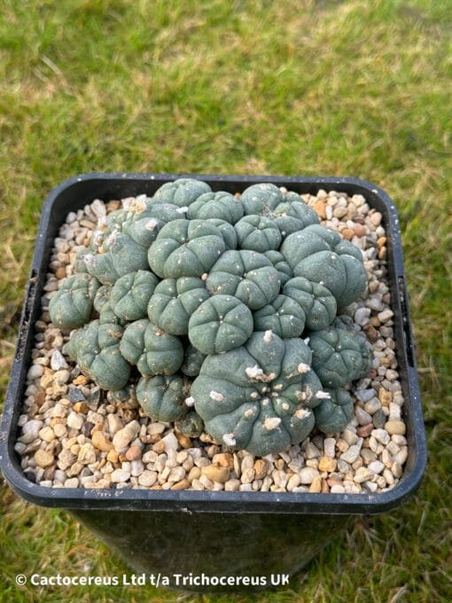 Lophophora Williamsii Cv. Caespitosa - 12Cm - Image 4