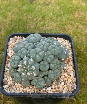 Lophophora Williamsii 12Cm 4