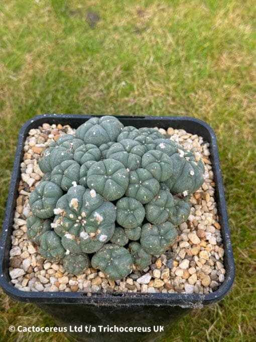 Lophophora Williamsii Cv. Caespitosa - 12Cm - Image 5