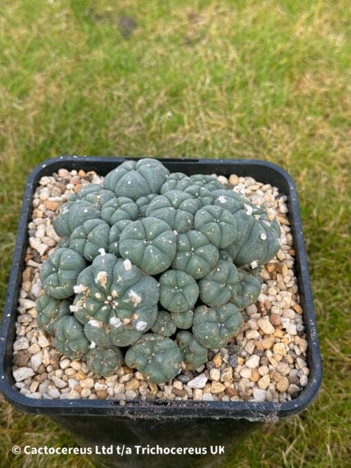 Lophophora Williamsii 12Cm 4