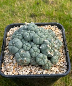 Lophophora Williamsii 12Cm 5