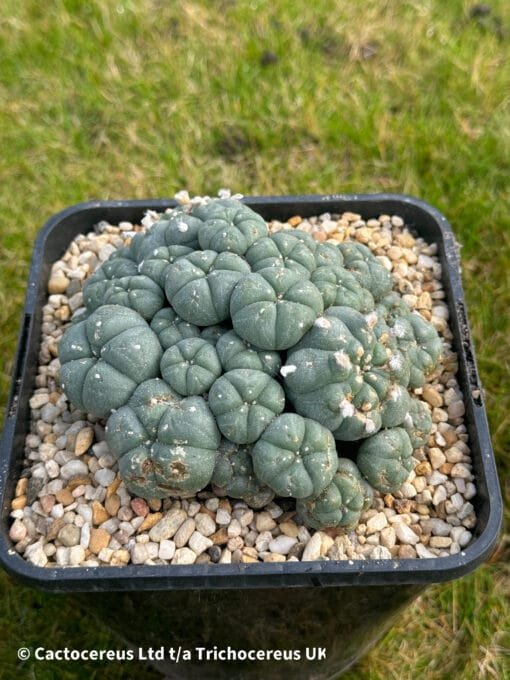 Lophophora Williamsii Cv. Caespitosa - 12Cm - Image 6