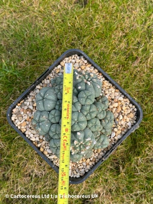 Lophophora Williamsii 12Cm 6