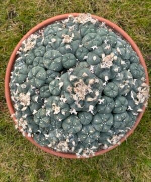 Lophophora Williamsii 22Cm 1