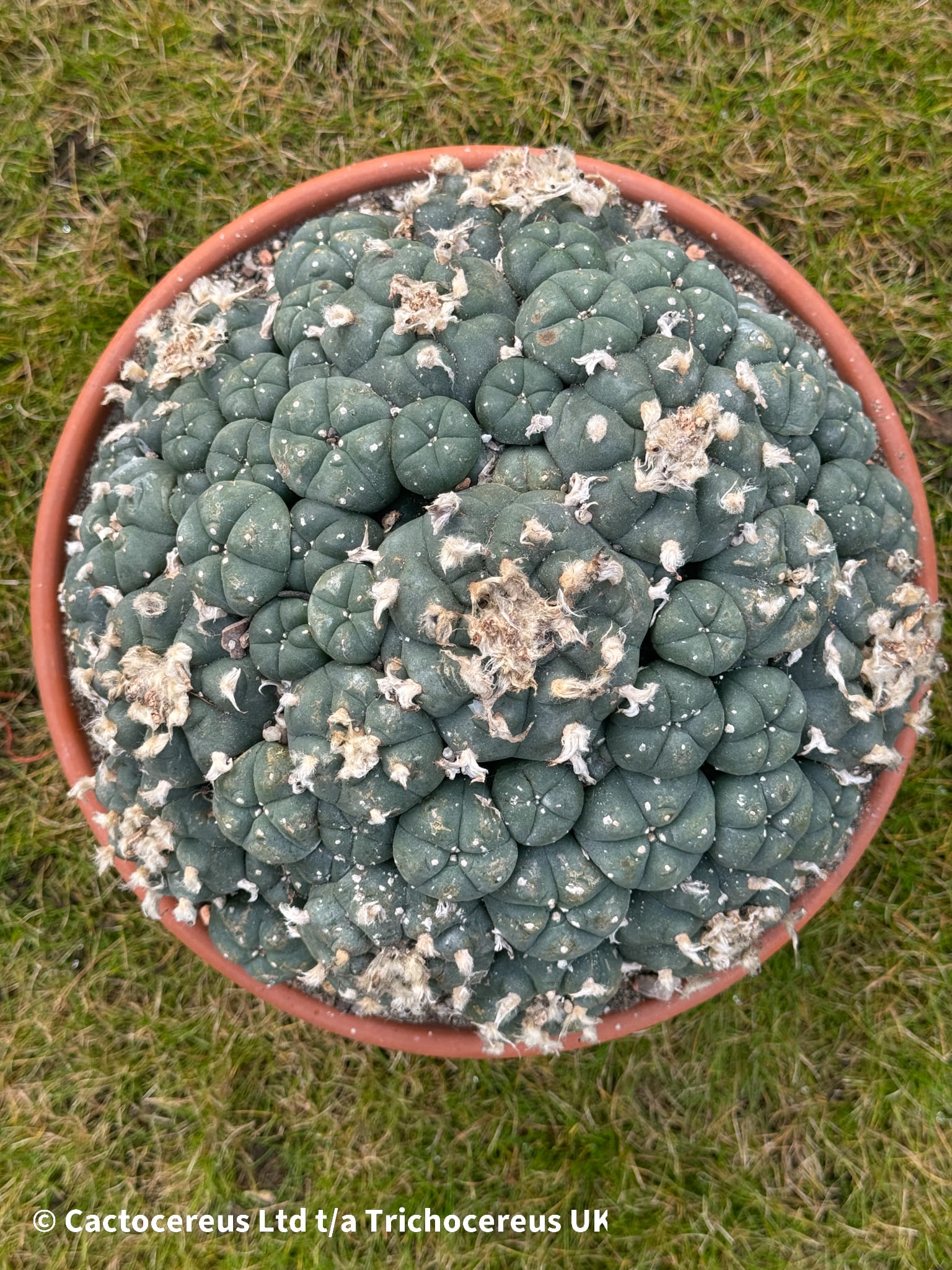 Lophophora williamsii cv. caespitosa - 22cm | Cactocereus UK t/a