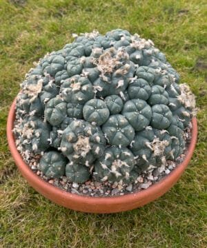 Lophophora Williamsii 22Cm 2