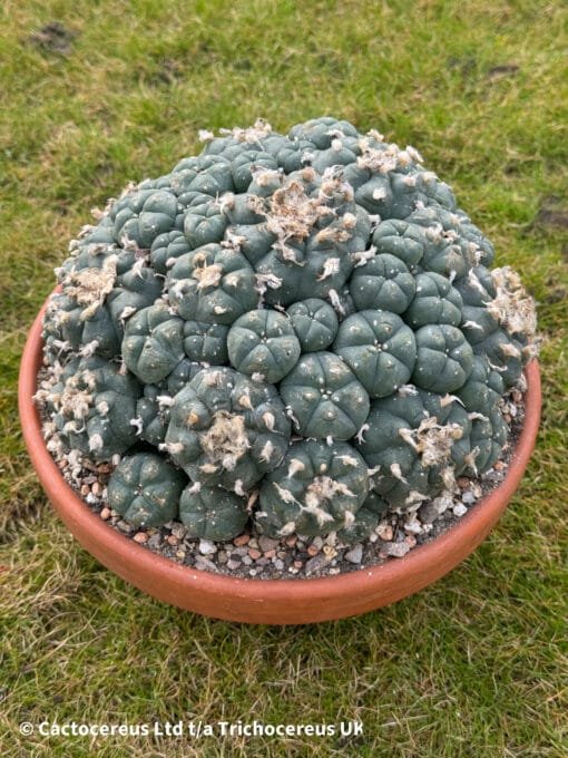 Lophophora Williamsii Cv. Caespitosa - 22Cm - Image 3