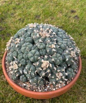 Lophophora Williamsii 22Cm 3