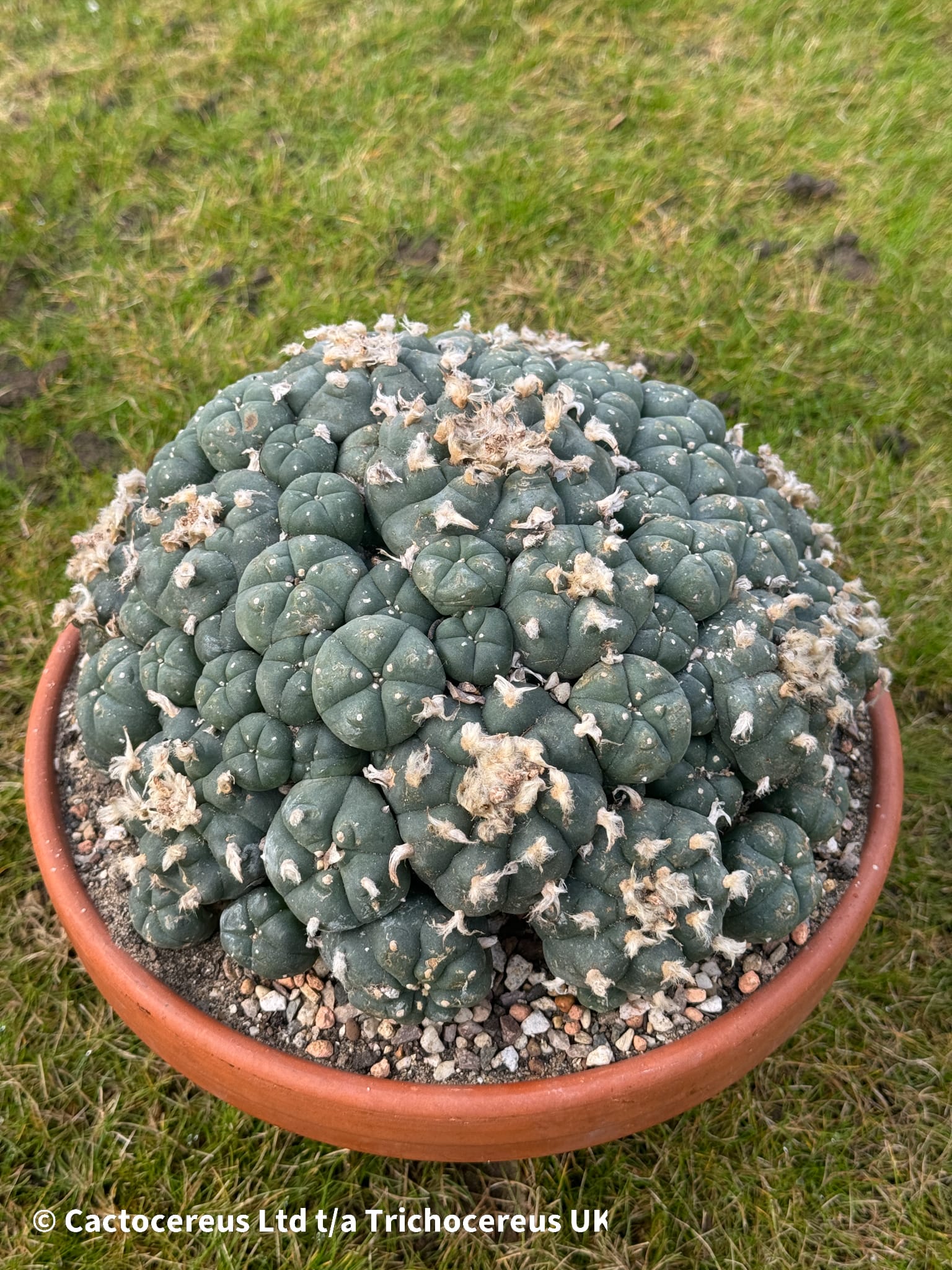 Lophophora williamsii cv. caespitosa - 22cm | Cactocereus UK