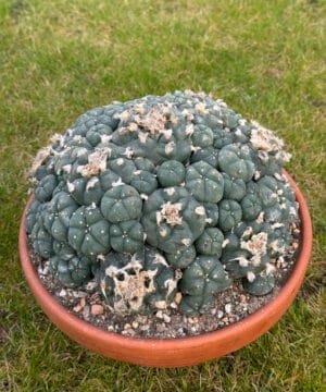 Lophophora Williamsii 22Cm 4