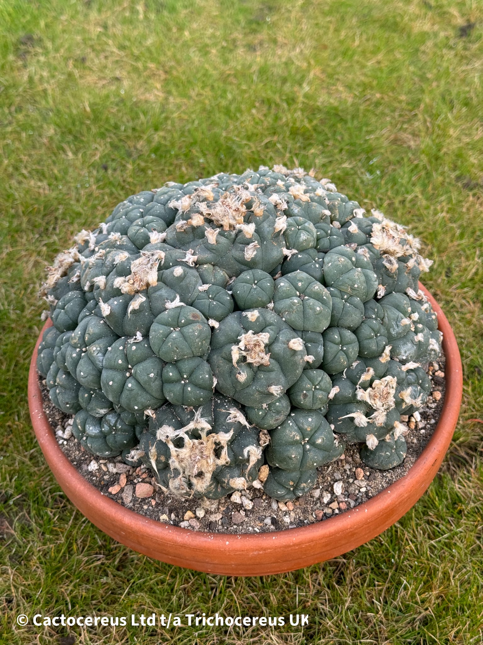 Lophophora williamsii cv. caespitosa - 22cm | Cactocereus UK t/a Lophophora williamsii cv. caespitosa - 22cm | Cactocereus UK t/a