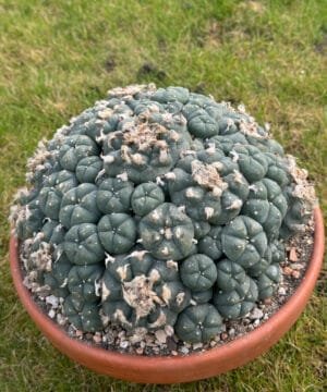 Lophophora Williamsii 22Cm 5