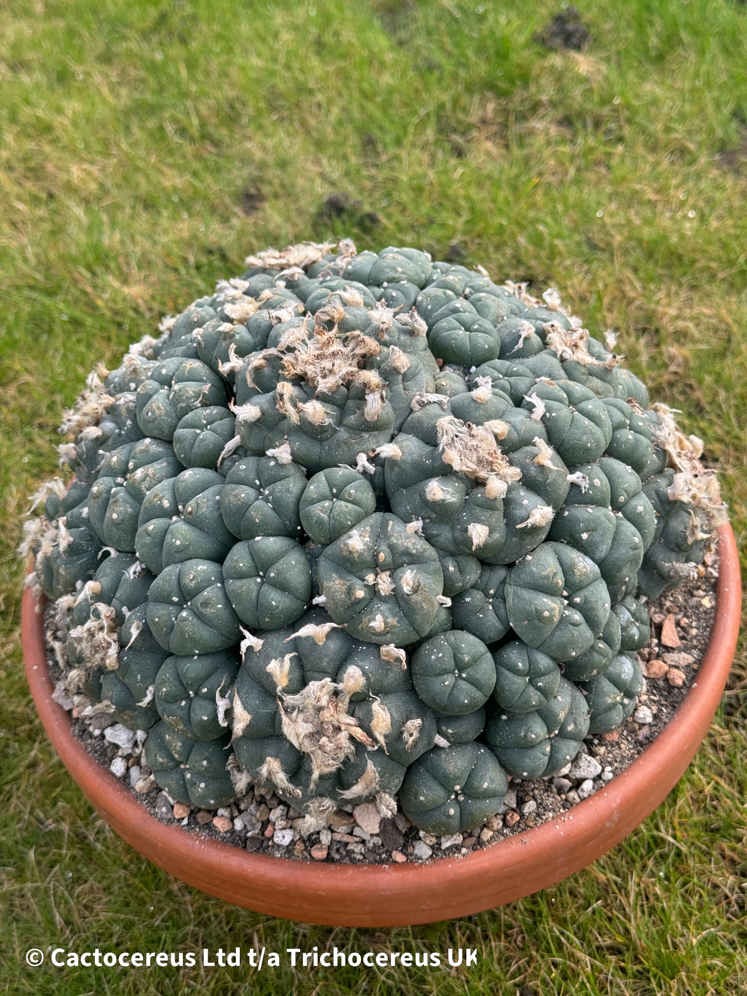 サボテン Lophophora williamsii caesptitosa Lophophora Williamsii variety La Perdida Caespitosa