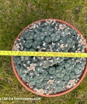 Lophophora Williamsii 22Cm 6