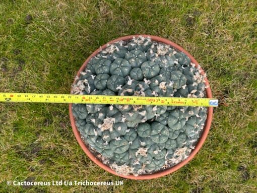 Lophophora Williamsii Cv. Caespitosa - 22Cm - Image 2