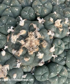 Lophophora Williamsii 22Cm 7