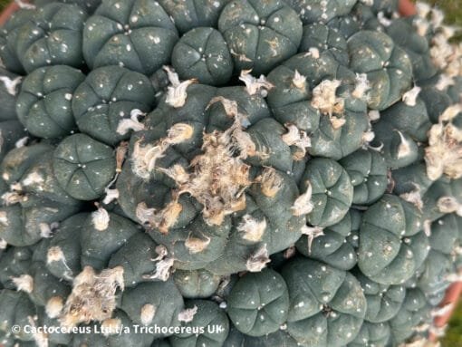 Lophophora Williamsii Cv. Caespitosa - 22Cm - Image 7