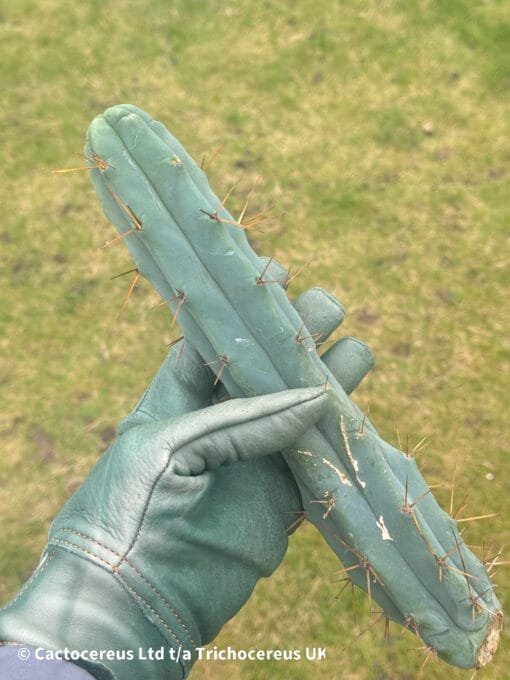 Tr. Bridgesii 'Secret Garden' Clone - Cuts