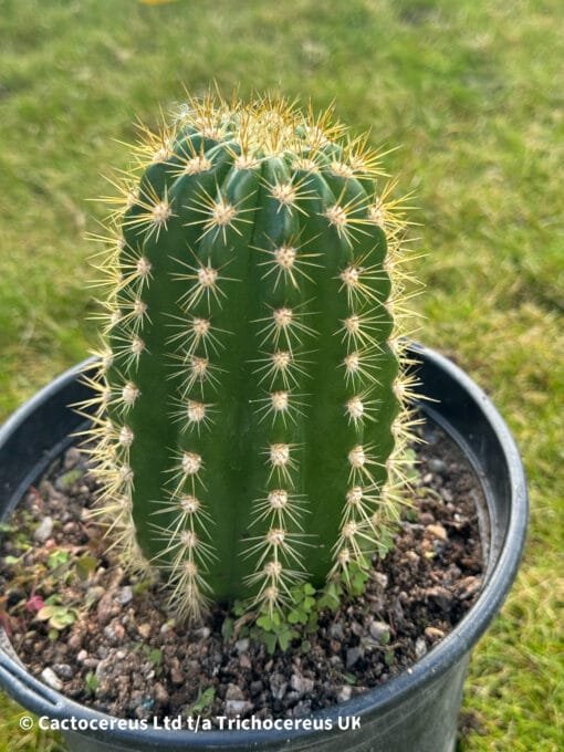 Trichocereus Hybrid &Quot;Sun Goddess&Quot; - Uk First