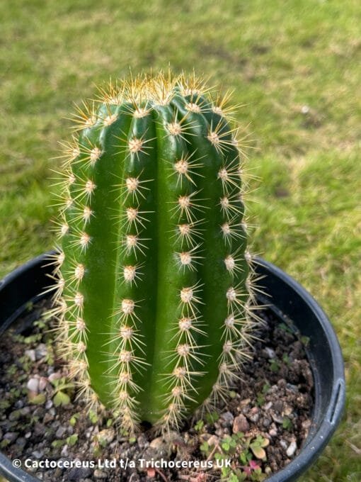 Trichocereus Hybrid &Quot;Sun Goddess&Quot; - Uk First - Image 4