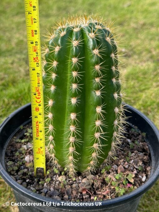 Trichocereus Hybrid &Quot;Sun Goddess&Quot; - Uk First - Image 2