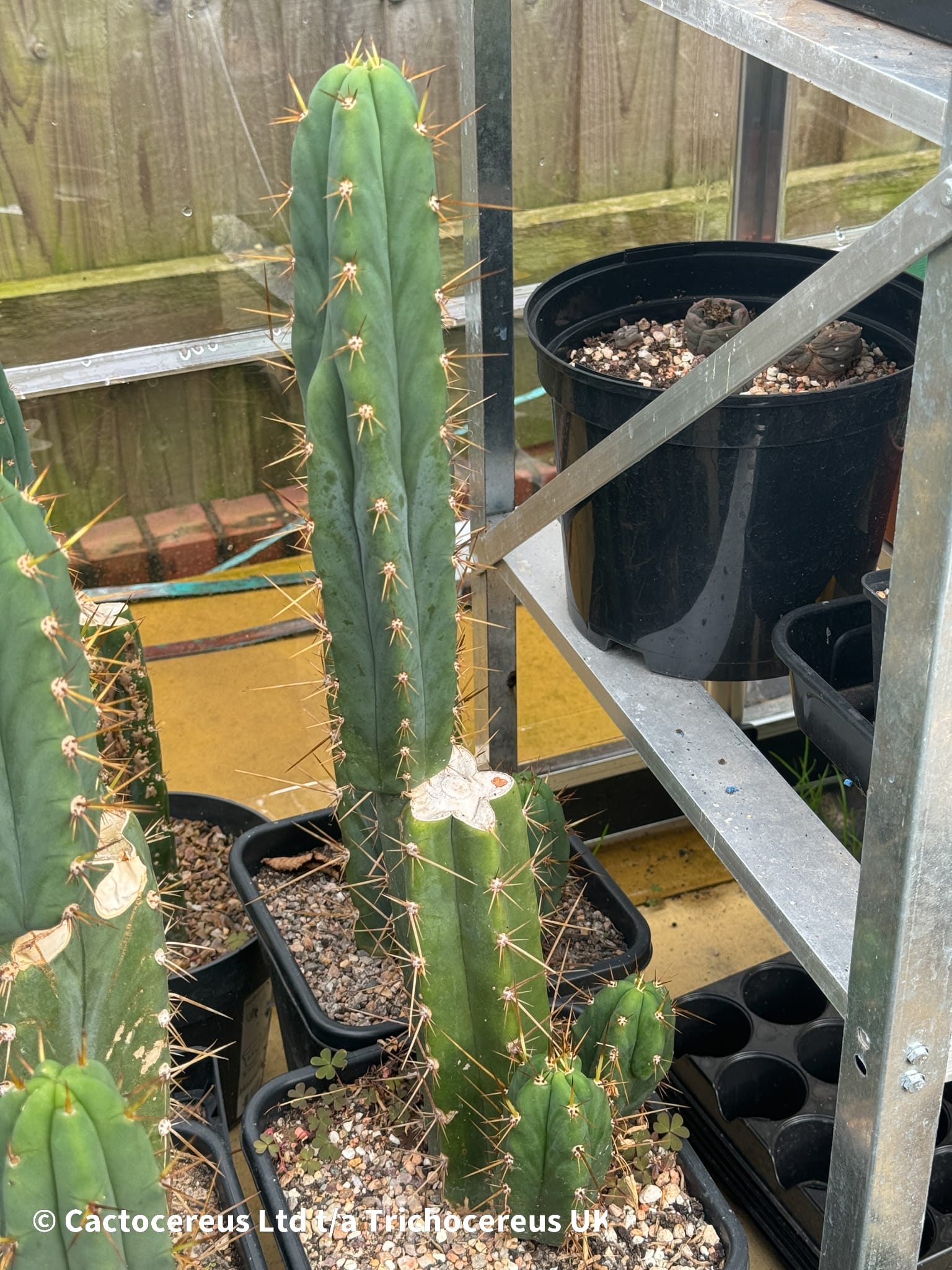 Tr. peruvianus / Peruvian Torch - Whole Plant | Cactocereus