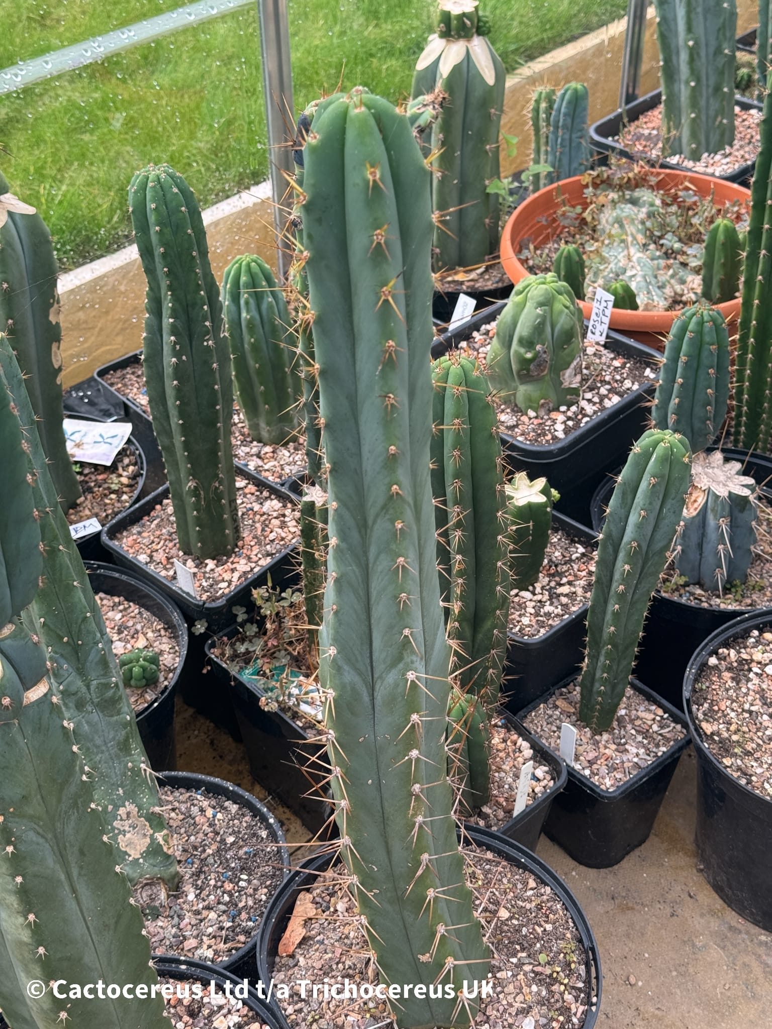 #65 Trichocereus peruvianus ペルヴィアン・トーチ 65 Trichocereus peruvianus ペルヴィアン・トーチ - メルカリ