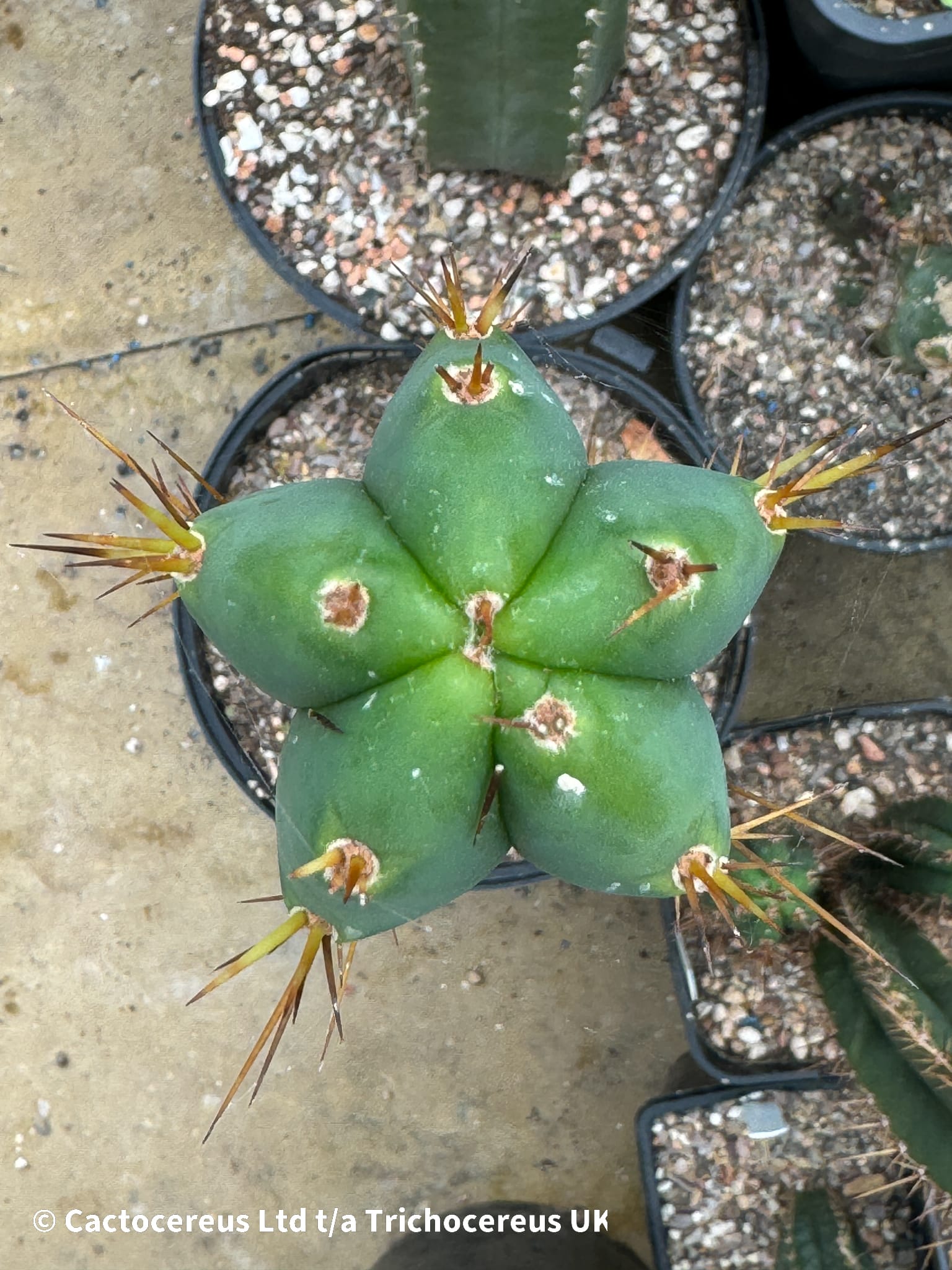 Tr. peruvianus / Peruvian Torch 62cm - Whole Plant