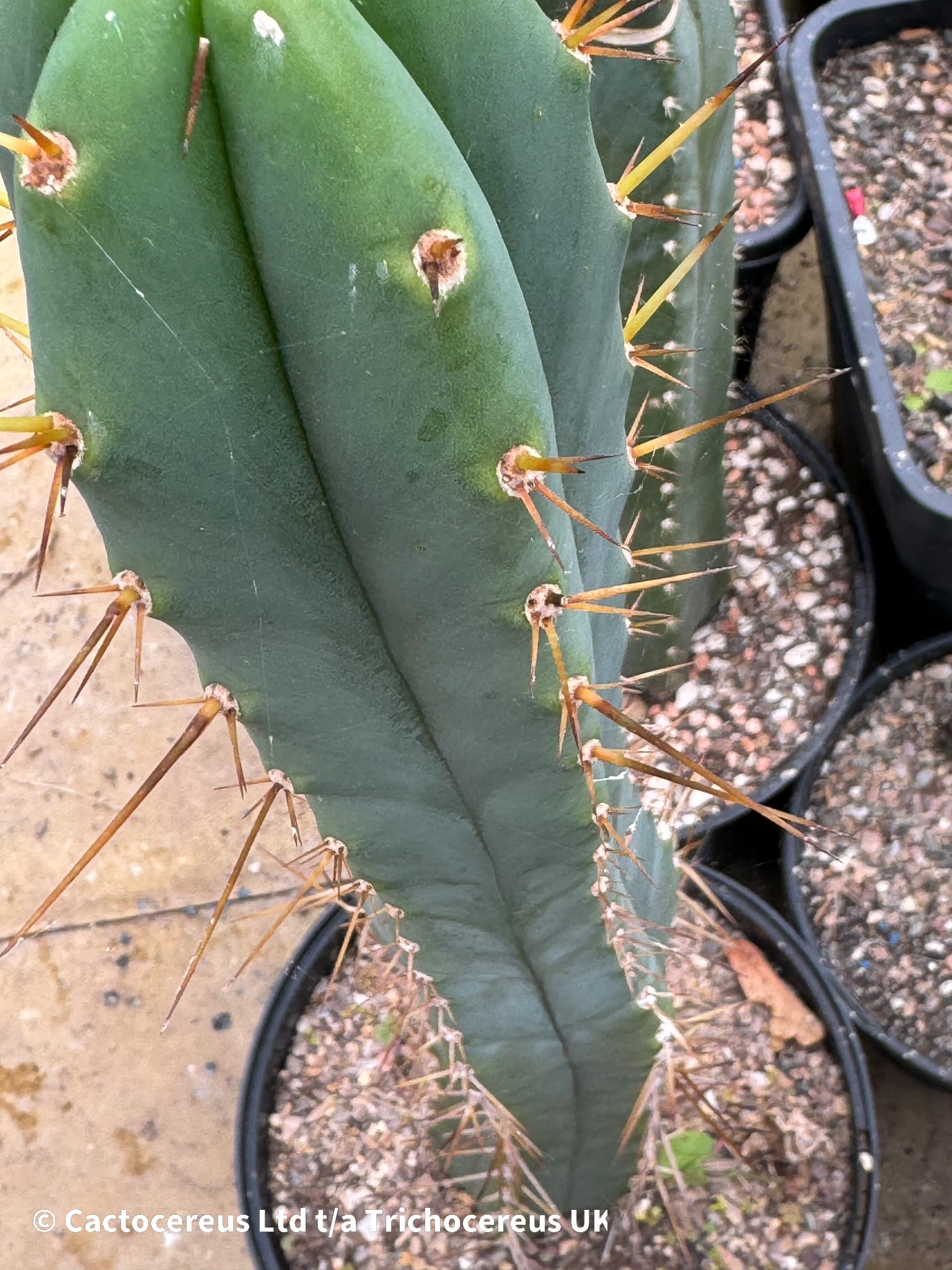 Tr. peruvianus / Peruvian Torch 62cm - Whole Plant