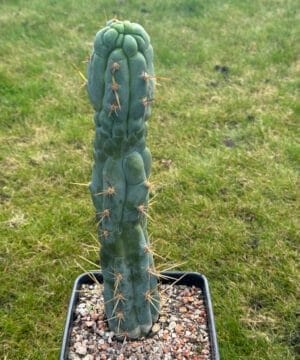 Tr.bridgesii Bruces Dragon 1