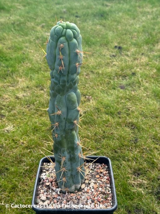 Tr. Bridgesii Monstrose &Quot;Bruce'S Dragon&Quot; 🐉 - 32Cm Whole Plant - Image 8